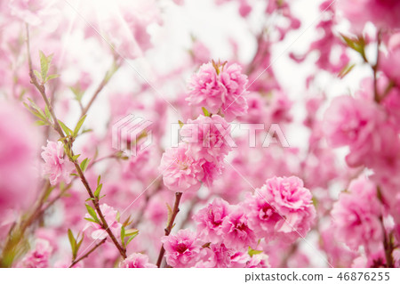 blurred sakura tree background 46876255