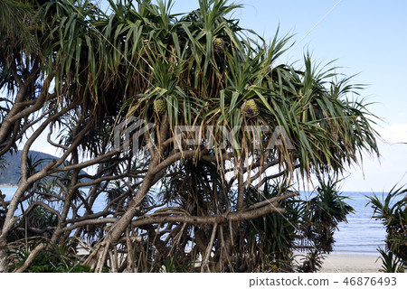 Adan of Amami Oshima (Octaceae) Adan of Amami Oshima (Octaceae) 46876493