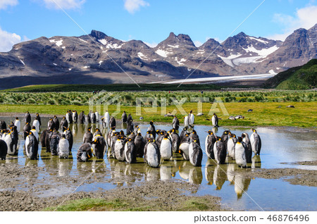 King Penguins on Salisbury plains King Penguins on Salisbury plains 46876496