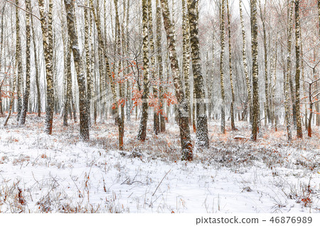 Frozen birch forest landscape. Frozen birch forest landscape. 46876989
