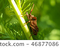 Armor bug sit a stalk of grass at the spring field 46877086