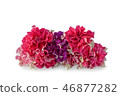 Terry petunia flowers isolated on white 46877282