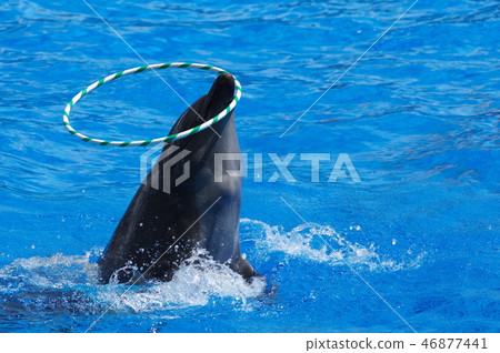 海豚表演 46877441