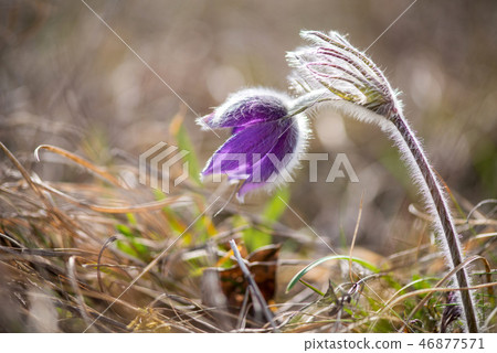Spring flowers wild Pulsatilla pratensis Spring flowers wild Pulsatilla pratensis 46877571