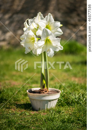 Beautiful cluster of white amaryllis blooms  46877586