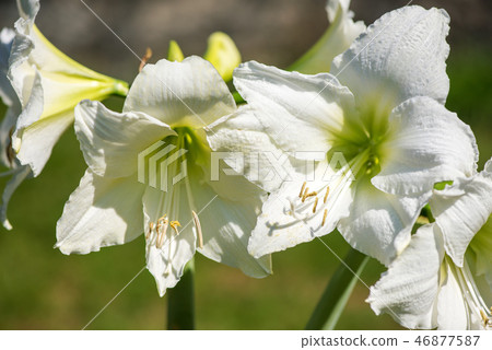 Beautiful cluster of white amaryllis blooms  46877587