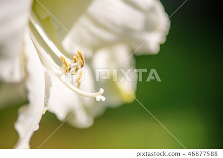 Beautiful cluster of white amaryllis blooms Beautiful cluster of white amaryllis blooms 46877588
