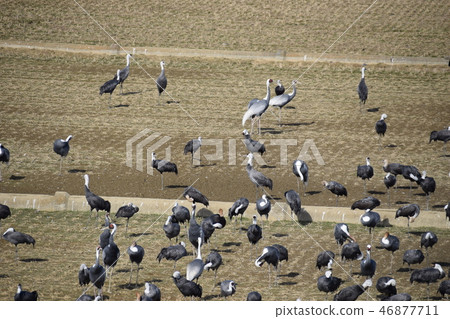 Tsuru coming 46877711