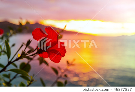 Tropical flowers 46877857