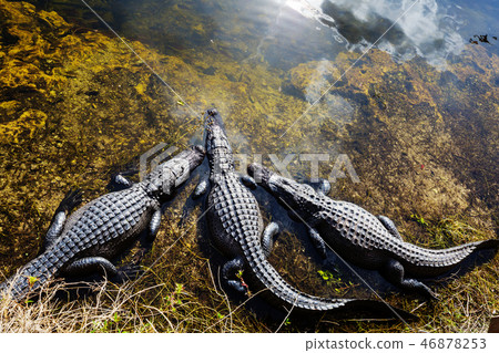 Alligator Alligator 46878253