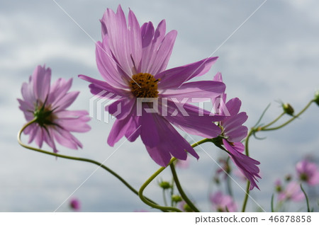 Cloudy sky and cosmos 46878858