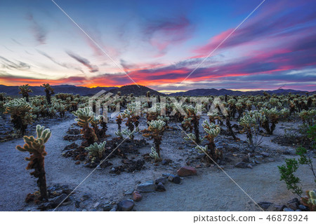 Cholla Cactus Garden in Joshua Tree National Park at sunset Cholla Cactus Garden in Joshua Tree National Park at sunset 46878924