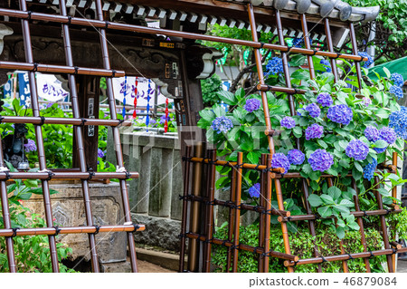 Hydrangea of Tokyo Hakusan Shrine 46879084