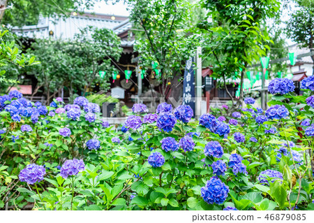 Hydrangea of Tokyo Hakusan Shrine 46879085