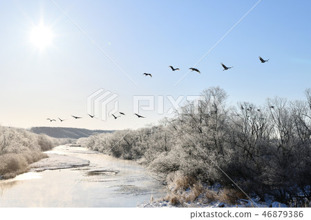 Flying crane Flying crane 46879386