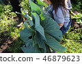 Cabbage harvest 46879623