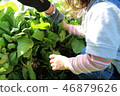 Toddler Harvest Challenge 46879626