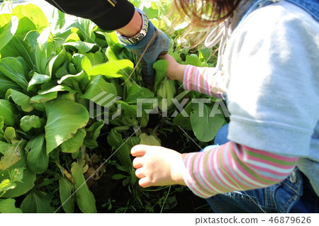 Toddler Harvest Challenge 46879626