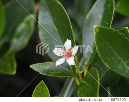 司馬沙裡拜 司馬沙裡拜 46879803