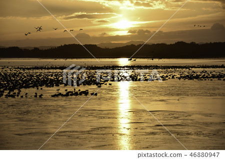 伊豆沼的早晨 46880947