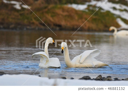 天鵝 天鵝 46881132