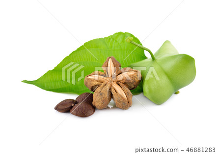 dried and fresh sacha inchi with leaf on white dried and fresh sacha inchi with leaf on white 46881283
