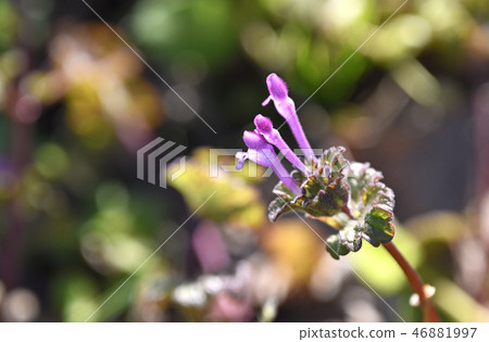 Hotokenosa (Buddha's seat) 46881997