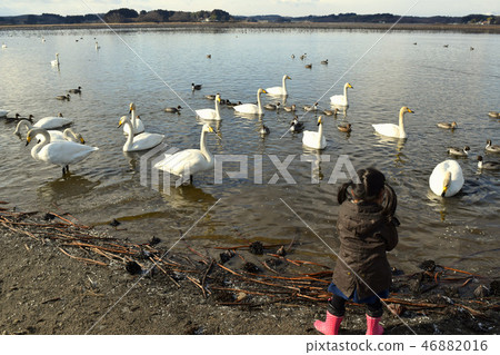 Girl feeding swans Girl feeding swans 46882016