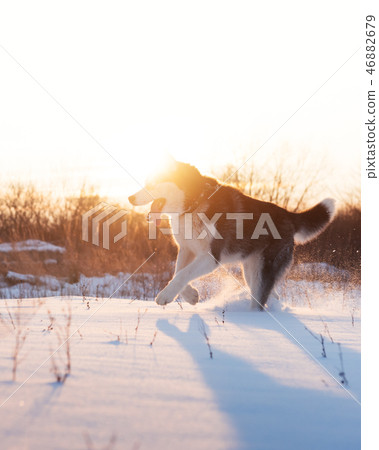 Siberian husky dog playing on winter field Siberian husky dog playing on winter field 46882679