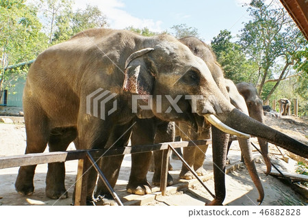 Elephant, Zoo, Safari Elephant, Zoo, Safari 46882828