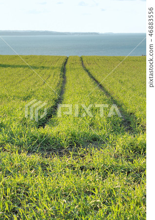 Wheat Wheat 46883556