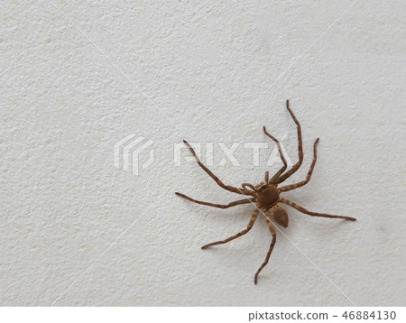 spider isolated on cement floor background spider isolated on cement floor background 46884130