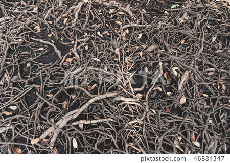 The roots of a large tree that grows bigger The roots of a large tree that grows bigger 46884347