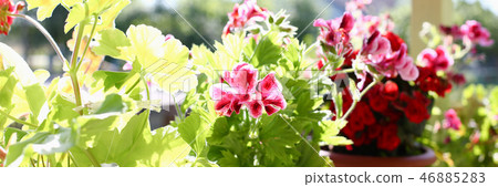 Flowers in pots on the balcony window sill window spring background 46885283