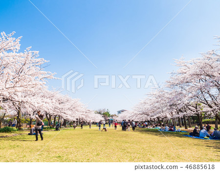 Cherry-blossom viewing  46885618