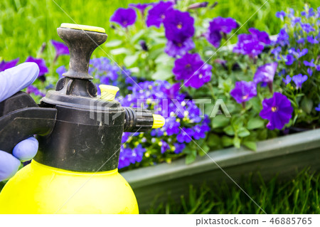 Treatment of garden flowers from pests 46885765