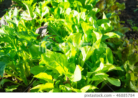 Fresh green salad growing on beds 46885784