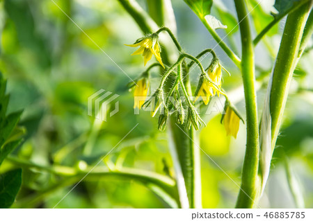 Flowering tomatoes with yellow flowers 46885785