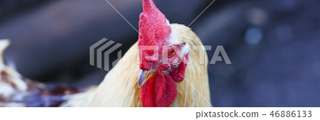 Profile of a rooster rustic vintage background 46886133