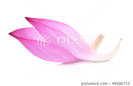 Closeup on lotus petal on white background 46886753