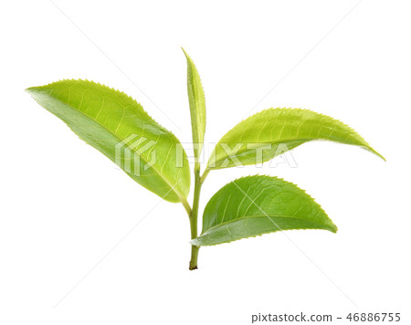 Green tea leaf isolated on white background 46886755