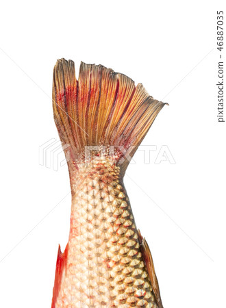 Pelengas fish tail 46887035