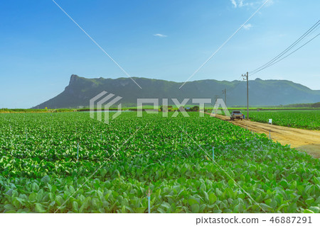 Scenery of chinese kale field  46887291