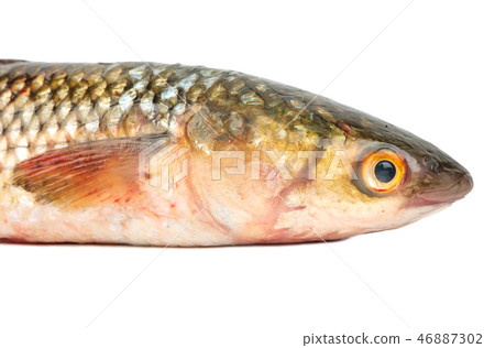 Pelengas fish head 46887302