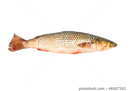 Fresh pelengas fish 46887303