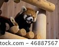 Zhejiang Lesser Panda Zhejiang Lesser Panda 46887567