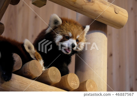 浙江小熊貓 浙江小熊貓 46887567