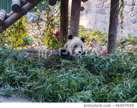 Beijing Zoo Panda Beijing Zoo Panda 46887698