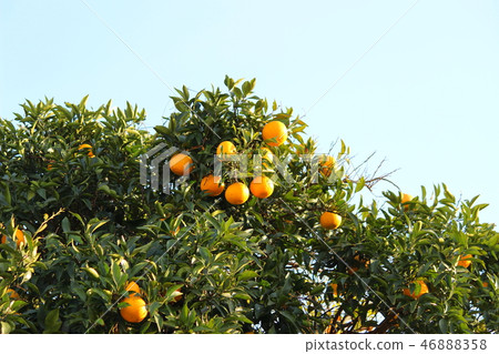 Citrus fruits and blue sky 46888358