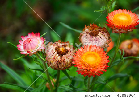 Xerochrysum bracteatum (Helichrysum) 46888964